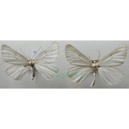 Siona lineata (Scopoli, 1763) pair Dyblik lniaczek Czech7l